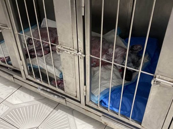 Perro sufre quemaduras graves tras ataque en Quevedo