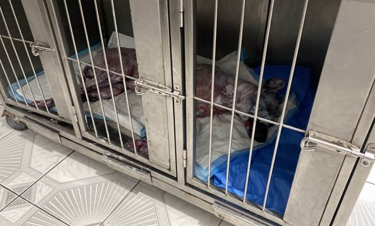 Perro sufre quemaduras graves tras ataque en Quevedo