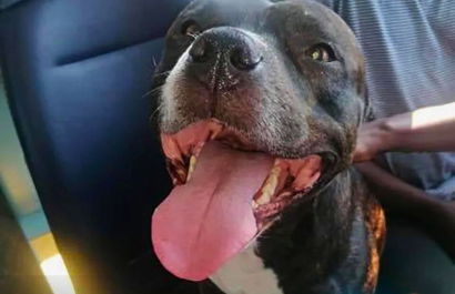 Lo vio en Facebook: así descubrió que su perro viajaba solo en transporte público