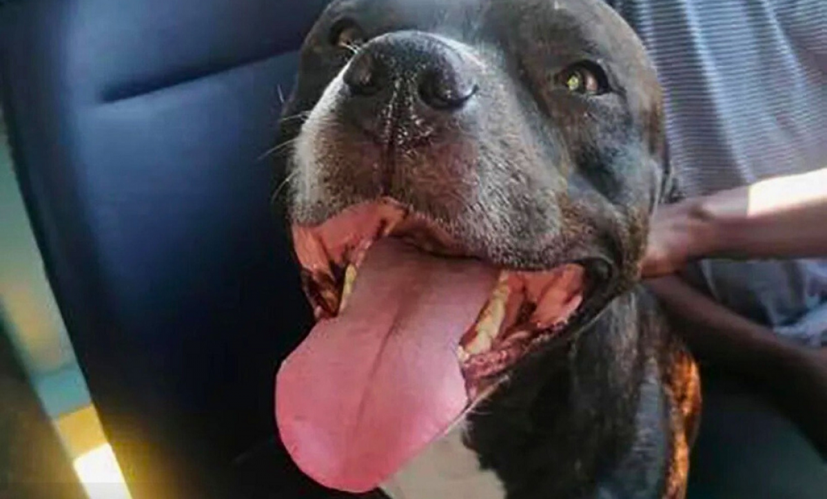 Lo vio en Facebook: así descubrió que su perro viajaba solo en transporte público