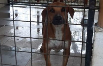 Hasta los perros y gatos sufren por las inundaciones en Guayaquil y demás cantones de Guayas.