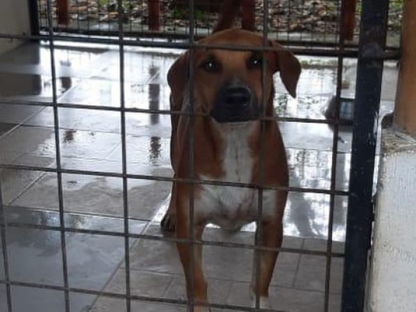 Hasta los perros y gatos sufren por las inundaciones en Guayaquil y demás cantones de Guayas.