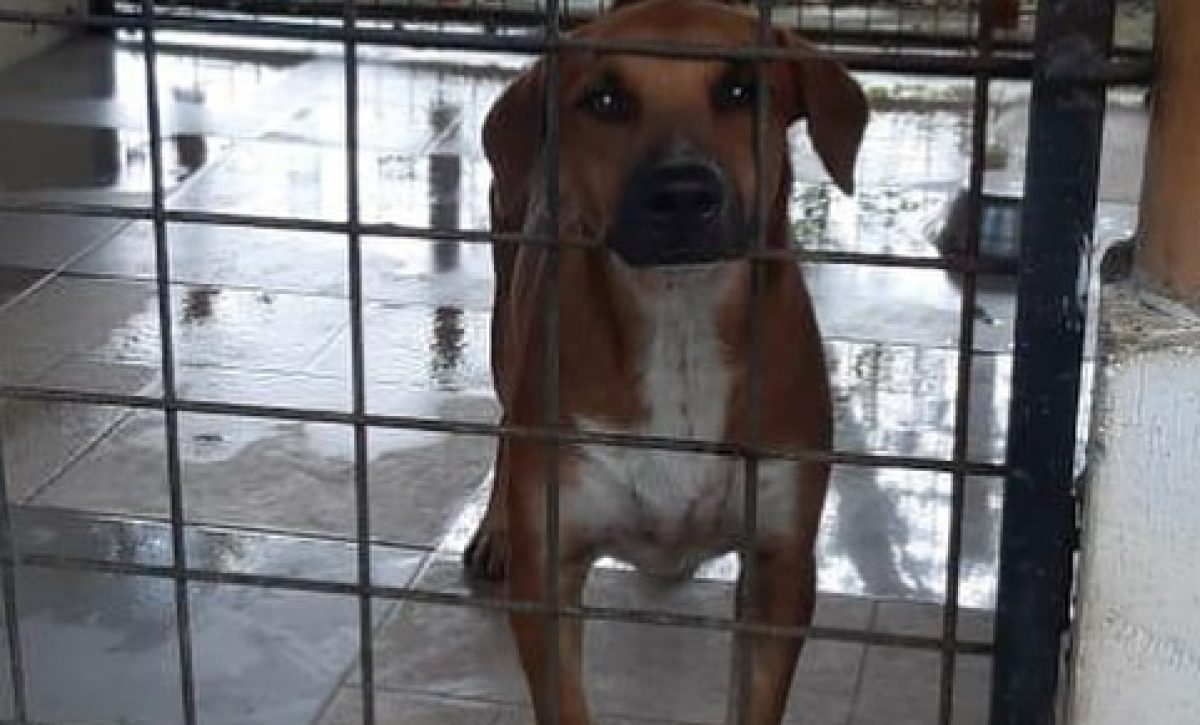 Hasta los perros y gatos sufren por las inundaciones en Guayaquil y demás cantones de Guayas.