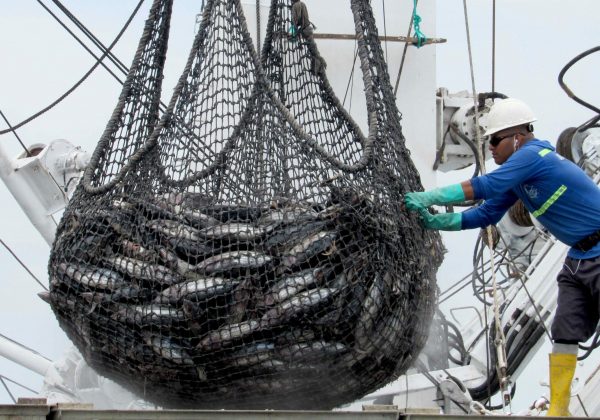 atún manta