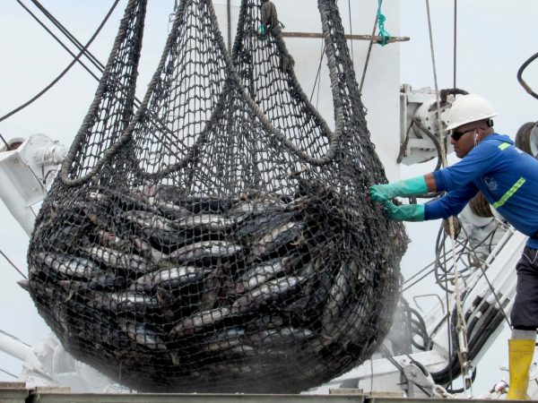 atún manta