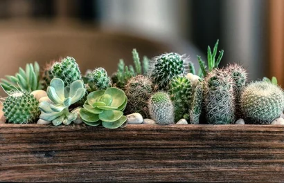 Las plantas de interior más duraderas y fáciles de mantener según especialistas