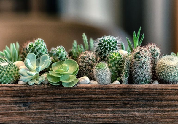 Las plantas de interior más duraderas y fáciles de mantener según especialistas