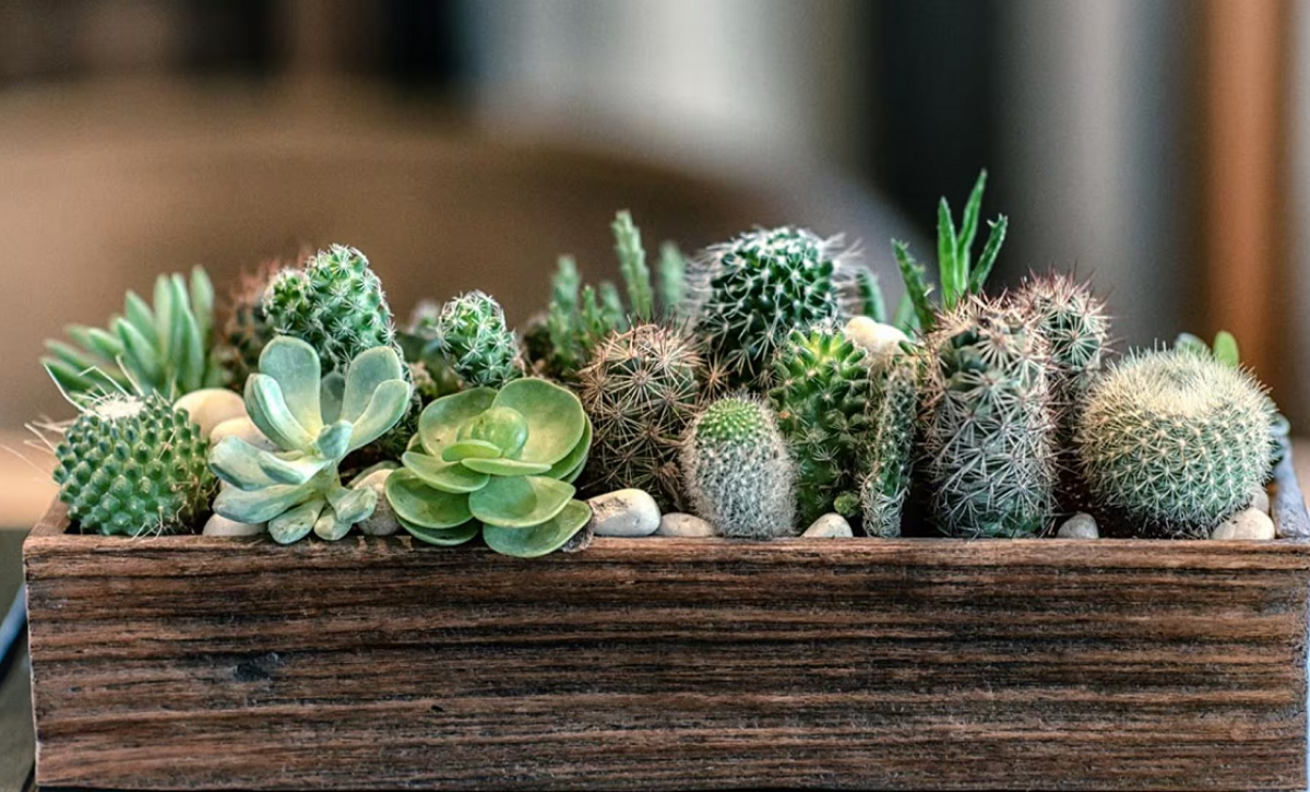 Las plantas de interior más duraderas y fáciles de mantener según especialistas