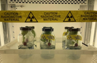 Científicos detectan absorción de nanoplásticos en vegetales durante el crecimiento