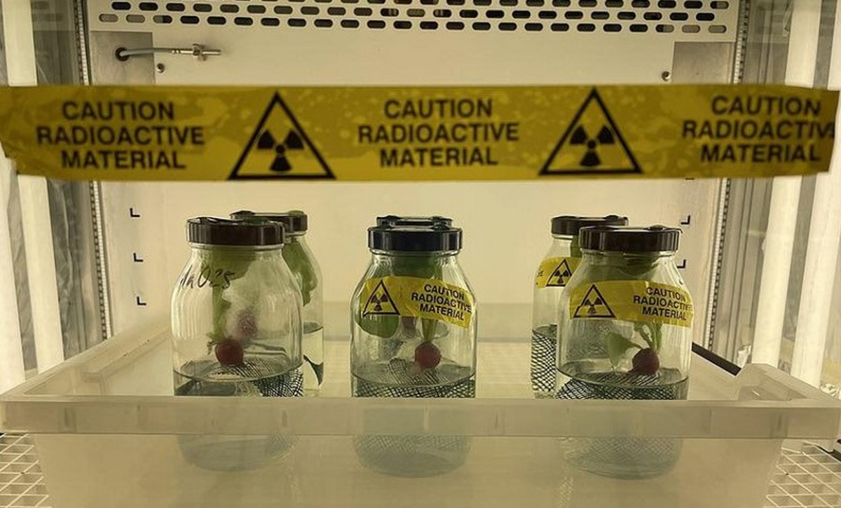 Científicos detectan absorción de nanoplásticos en vegetales durante el crecimiento