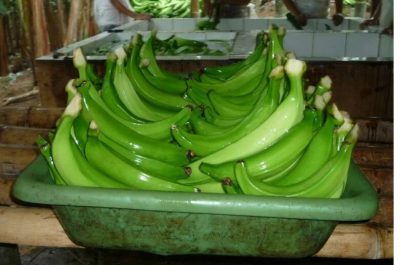 platano para exportacion