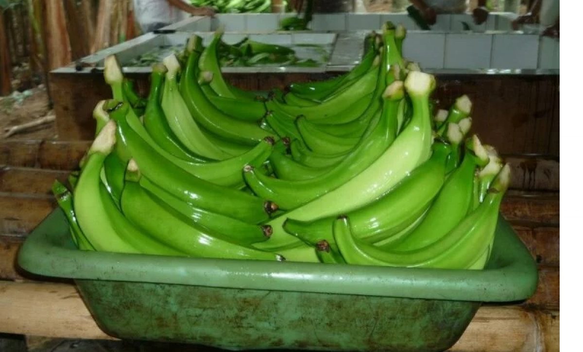 platano para exportacion