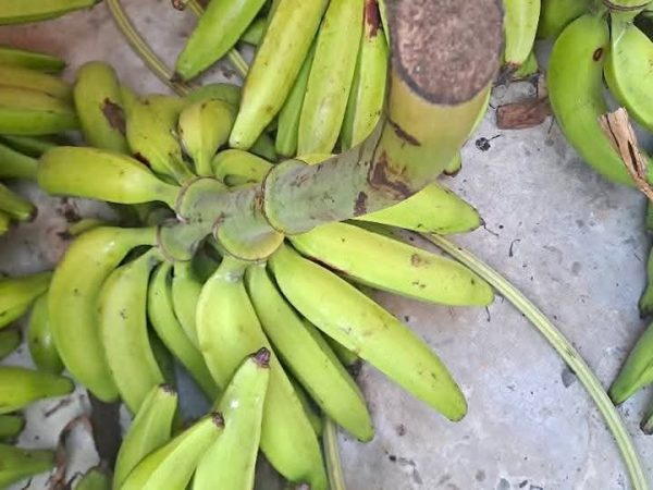 Los comerciantes piden apoyo gubernamental para estabilizar precios y recuperar cultivos del plátano.