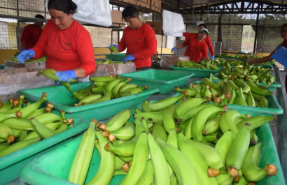 produccion de platano manabi