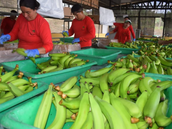 produccion de platano manabi