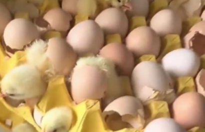 Altas temperaturas hacen que huevos del mercado incuben y nazcan pollitos en Shandong by 9