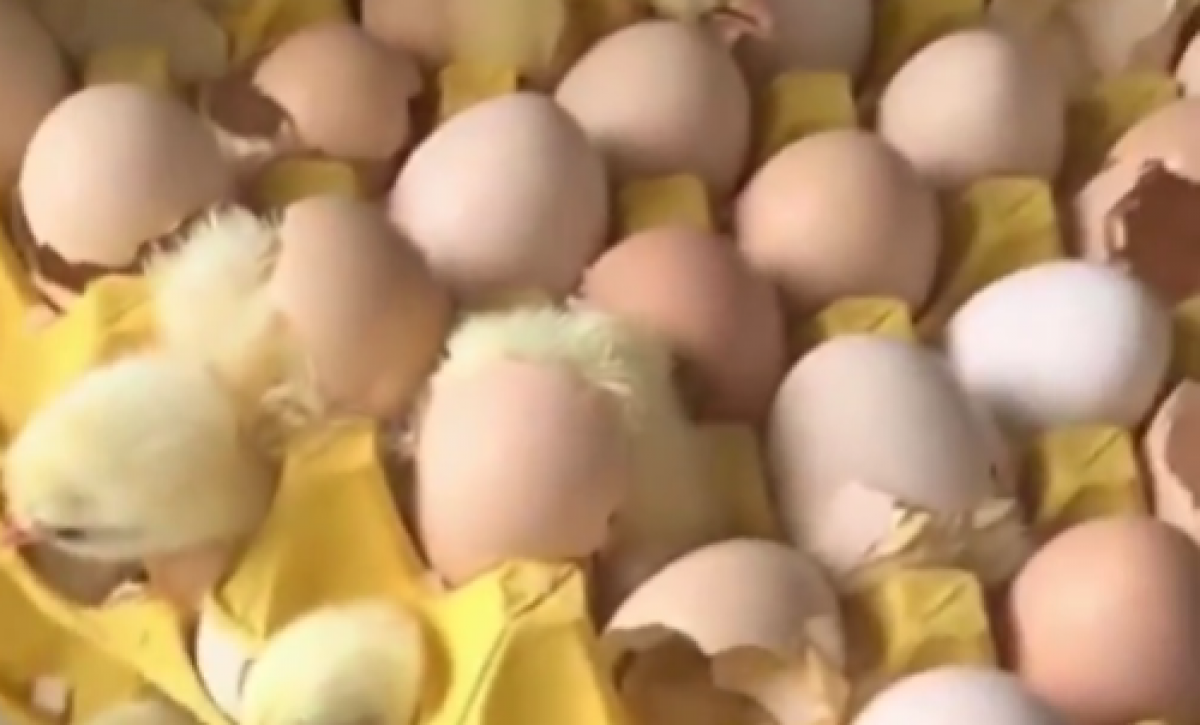 Altas temperaturas hacen que huevos del mercado incuben y nazcan pollitos en Shandong by 9
