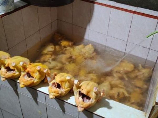Pollos inyectados con agua en camal clandestino de Quito: peligro para la salud