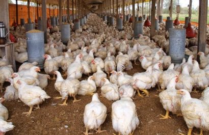 Clausuran camal clandestino en Quito donde inflaban pollos con agua para aumentar su peso by 16