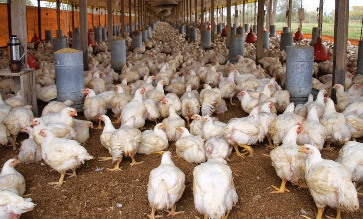 Clausuran camal clandestino en Quito donde inflaban pollos con agua para aumentar su peso by 16