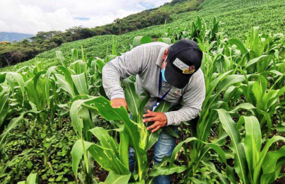 ¿Cómo acceder al Bono Raíces? Gobierno entrega USD 1.000 a miles de familias rurales
