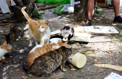 Portoviejo alista su primera sanción tras la muerte de un gato atacado por perros en el parque El Mamey