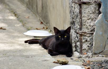 Más de 30 gatos del parque El Mamey serán los protagonistas de la tercera edición del Patitas Fest