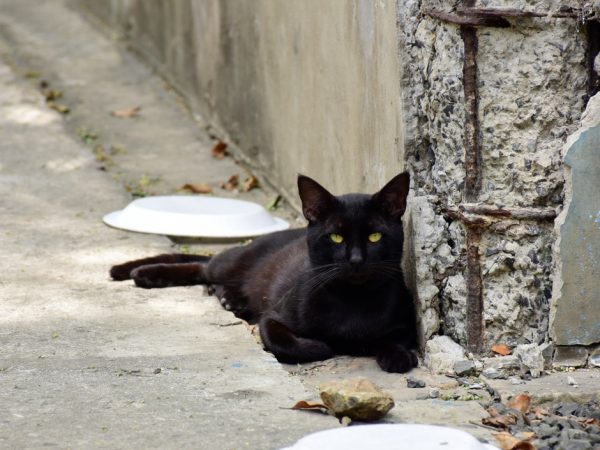 Más de 30 gatos del parque El Mamey serán los protagonistas de la tercera edición del Patitas Fest