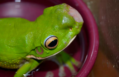 Expertos australianos analizan brote de tumores cancerosos en ranas: preocupación por salud ambiental