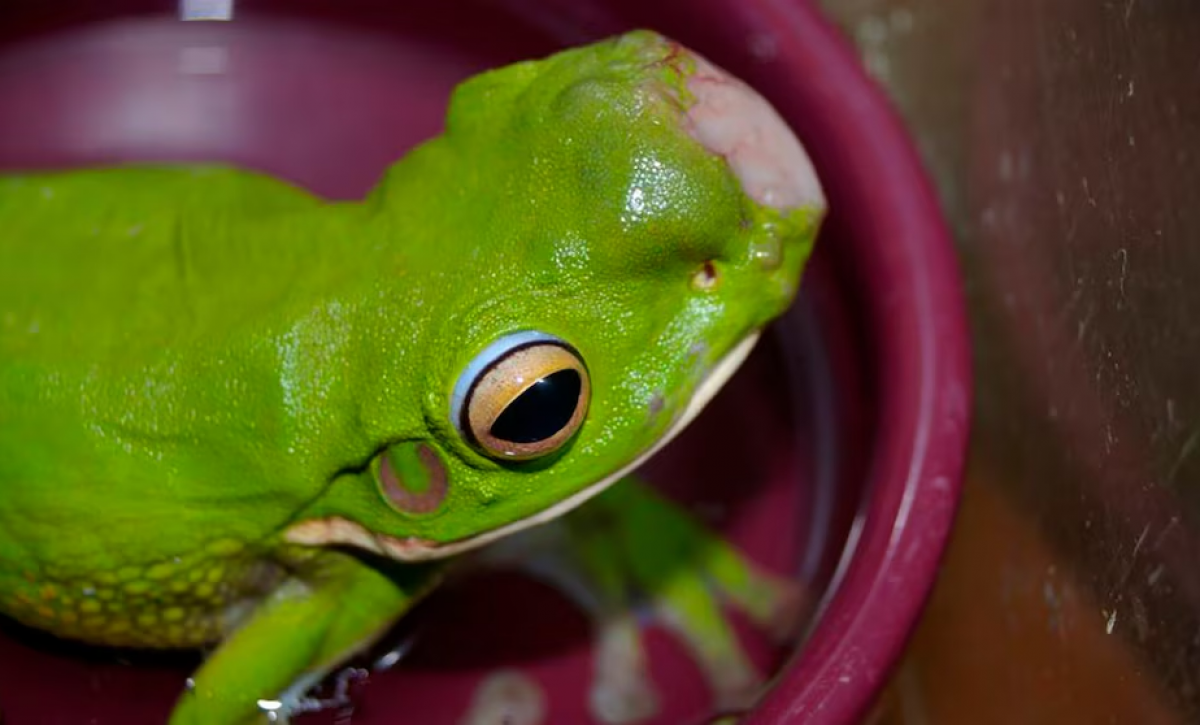 Expertos australianos analizan brote de tumores cancerosos en ranas: preocupación por salud ambiental
