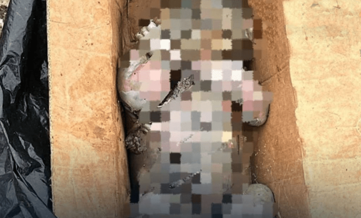 Encuentran cuerpo sin vida de recién nacido en basurero de Babahoyo