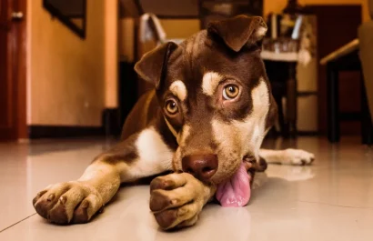 El lamido excesivo de las patas puede ser una señal de alerta en tu perro