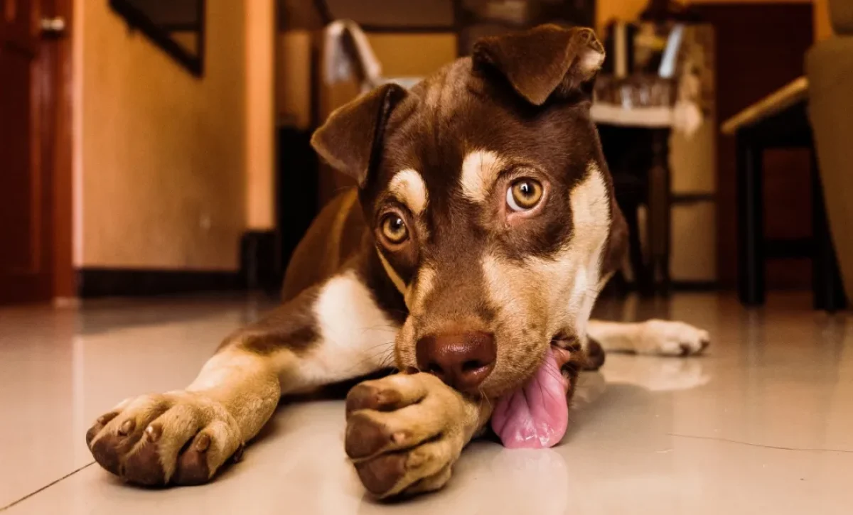 El lamido excesivo de las patas puede ser una señal de alerta en tu perro