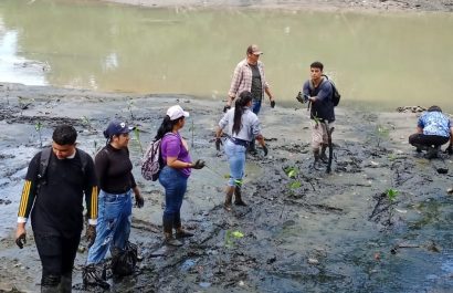 Alrededor de 400 plantas de mangle rojo se plantaron en el Parque Luis Noboa Icaza, ubicado en Urdesa, en Guayaquil.
