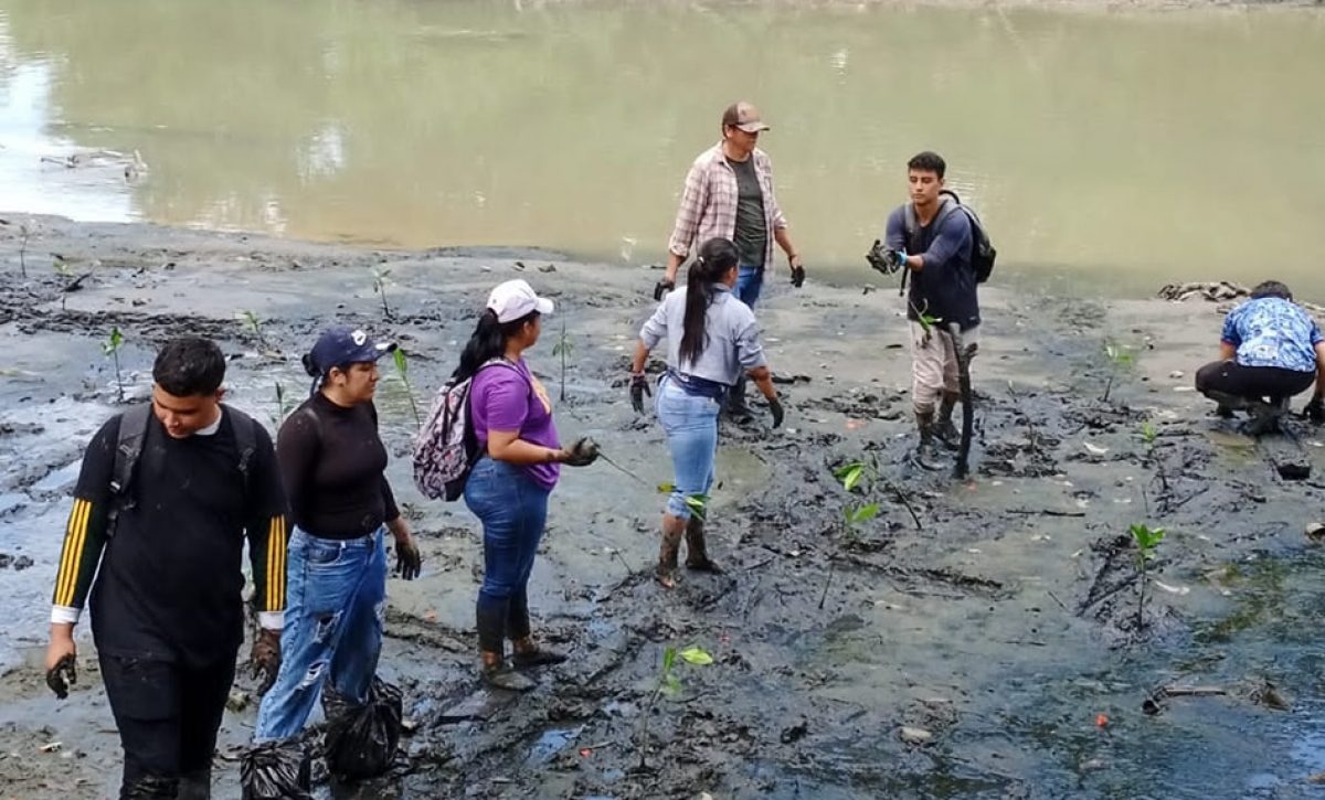 Alrededor de 400 plantas de mangle rojo se plantaron en el Parque Luis Noboa Icaza, ubicado en Urdesa, en Guayaquil.