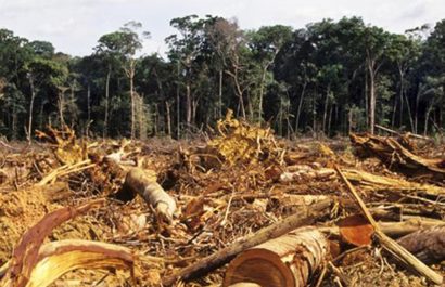 tala arboles deforestacion