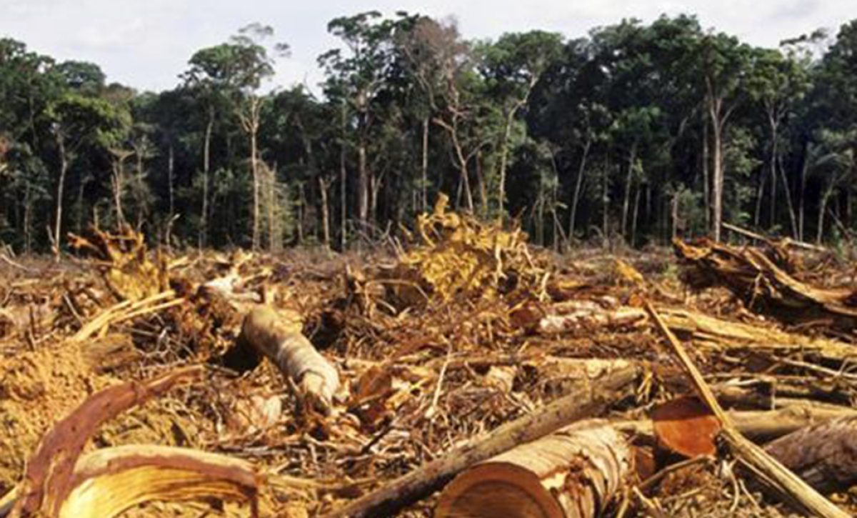 tala arboles deforestacion