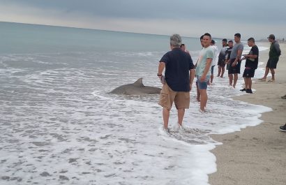 Tiburón en la playa: lo que sabemos del inusual hallazgo en Crucita