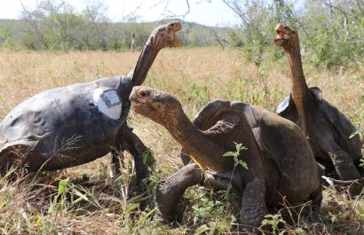Durante siglos, las tortugas gigantes han cautivado a la comunidad científica.