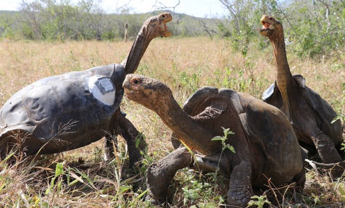 Durante siglos, las tortugas gigantes han cautivado a la comunidad científica.