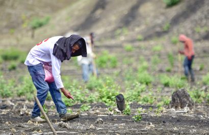 En el sector rural, la tasa de empleo es más baja y 519.335 personas tienen un empleo pleno.