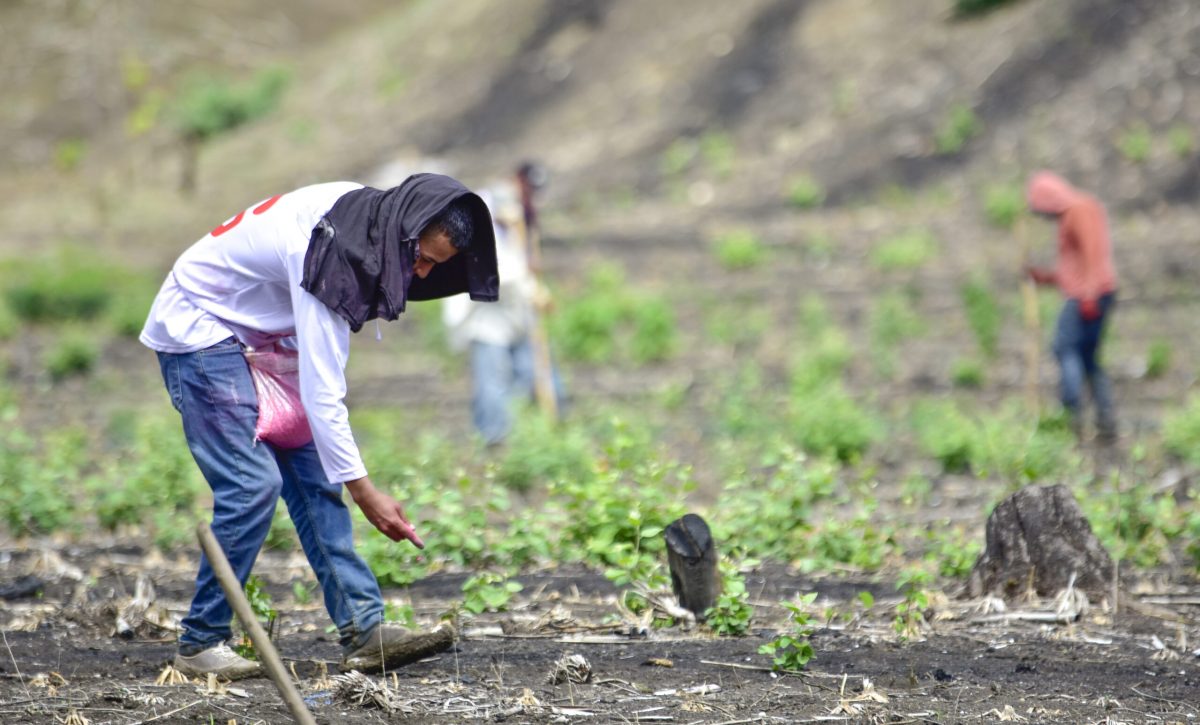 En el sector rural, la tasa de empleo es más baja y 519.335 personas tienen un empleo pleno.