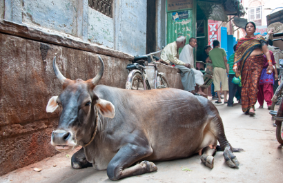 Congresista de EE.UU. propone vender carne a India y redes estallan por su error cultural