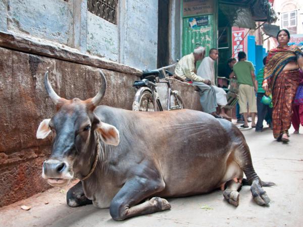 Congresista de EE.UU. propone vender carne a India y redes estallan por su error cultural