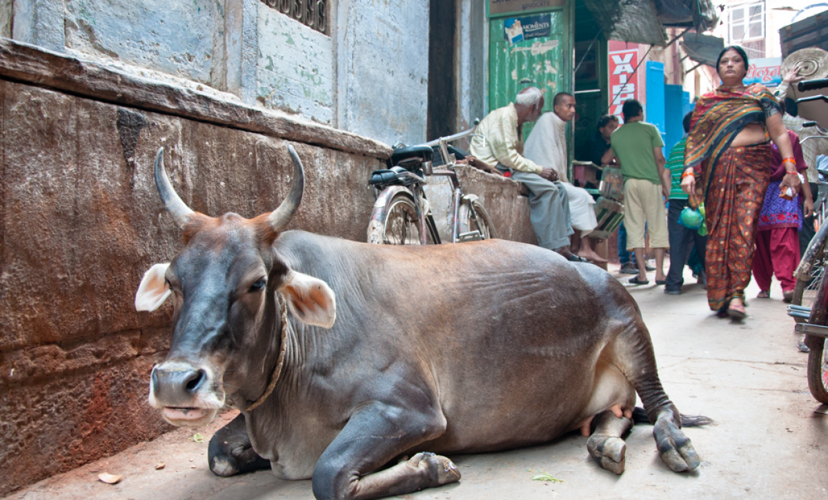 Congresista de EE.UU. propone vender carne a India y redes estallan por su error cultural