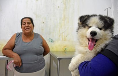 Cuidado con las mascotas: menos besos y caricias reducen el riesgo de enfermedades