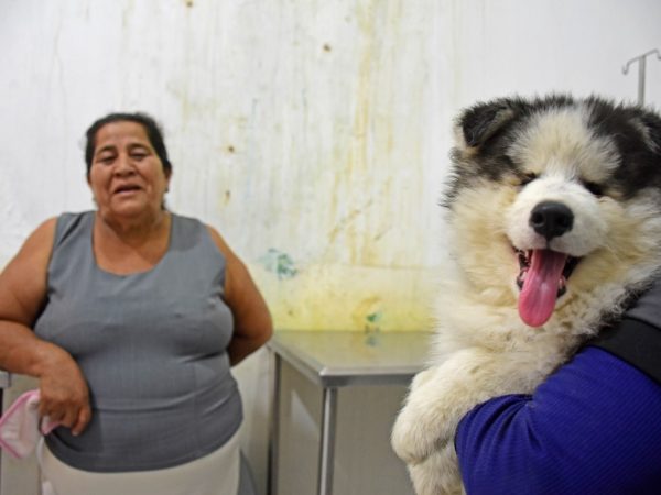 Cuidado con las mascotas: menos besos y caricias reducen el riesgo de enfermedades