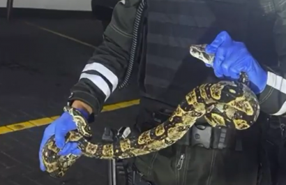 ¡Sorpresa en Guayaquil! Encuentran boa escondida en un centro comercial