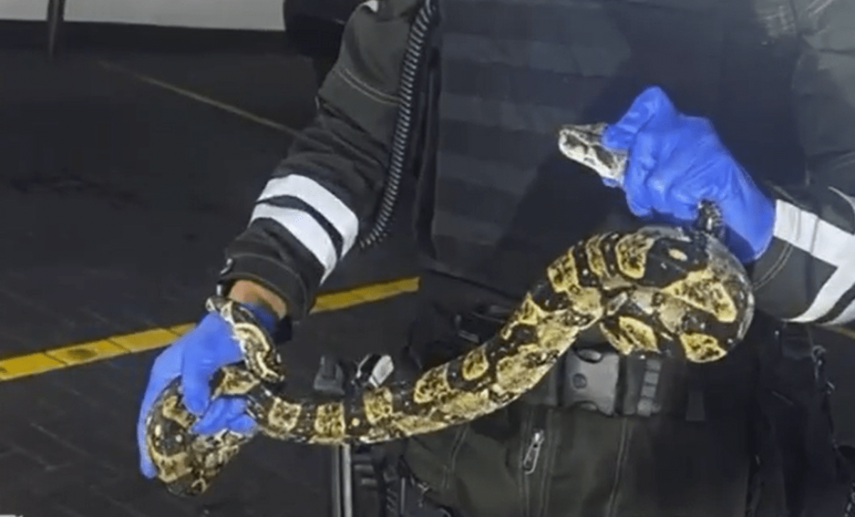 ¡Sorpresa en Guayaquil! Encuentran boa escondida en un centro comercial
