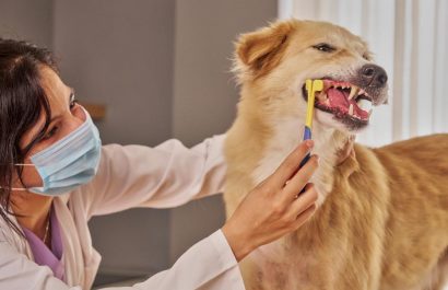 ¿Cada cuánto deben visitar el veterinario tus mascotas? Descúbrelo ahora